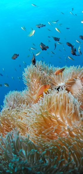 Anemonen mit Fischen